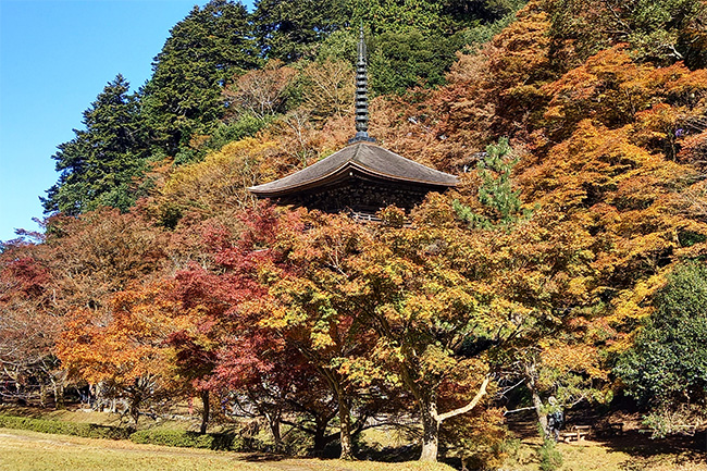 金剛院三重塔と境内を彩る紅葉