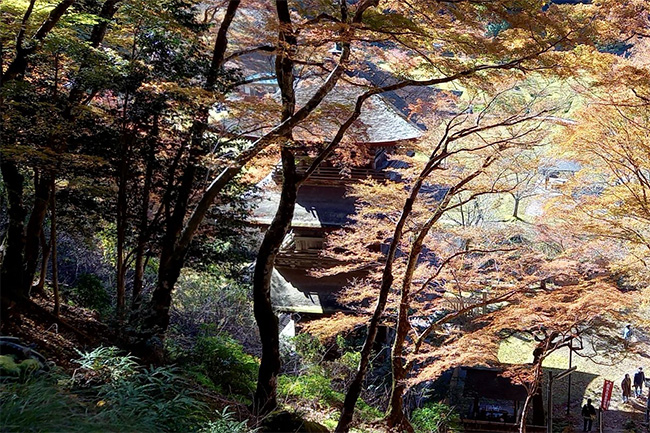 木々に囲まれた金剛院三重塔の紅葉風景