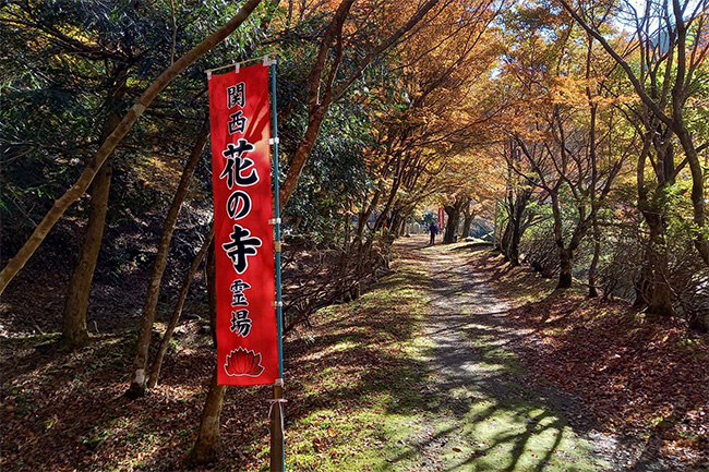 金剛院参道の紅葉
