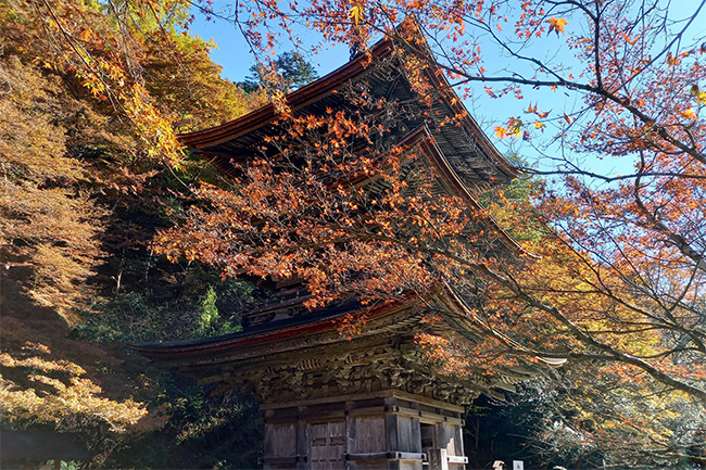木々に囲まれた金剛院三重塔の紅葉風景