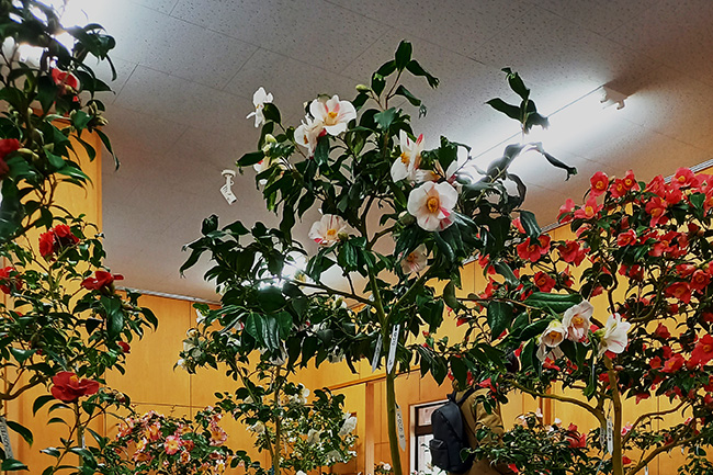 舞鶴自然文化園で展示される椿の花