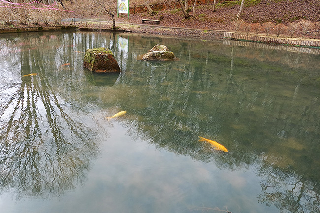 舞鶴自然文化園の池と泳ぐ鯉