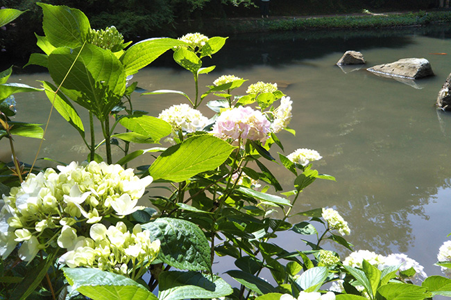 舞鶴自然文化園の池のほとりに咲く紫陽花