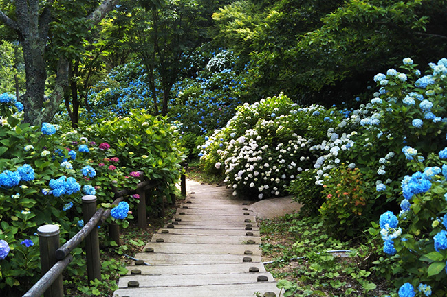 舞鶴自然文化園の遊歩道を彩る紫陽花の花