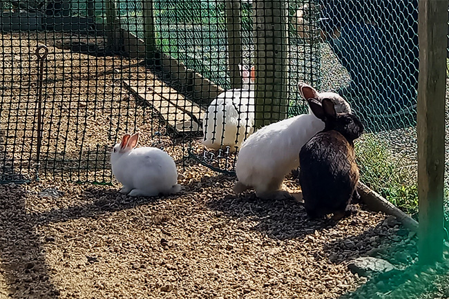 舞鶴ふるるファームで飼育されているウサギたち