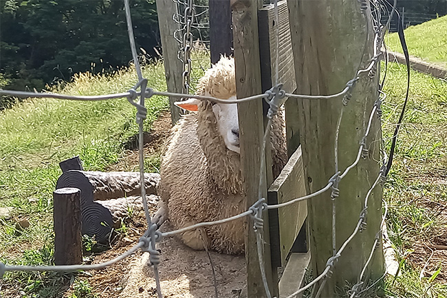 舞鶴ふるるファームで飼育されている羊
