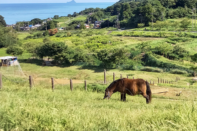 舞鶴ふるるファームの草原で草を食む馬