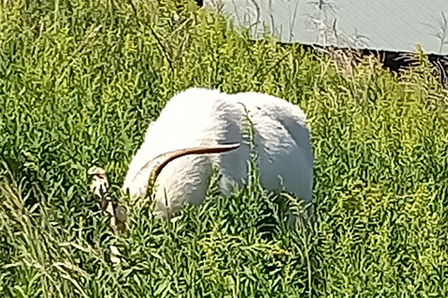 舞鶴ふるるファームの草原にいるヤギ